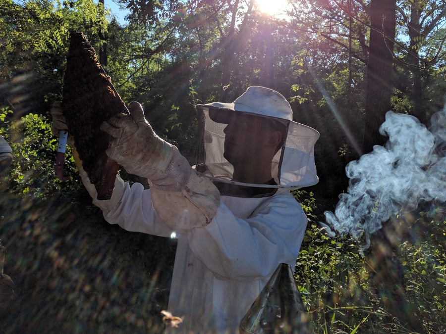 A Bee Bella beekeeper holding a bee-covered comb in golden sunlight among Wisconsin trees